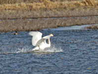 Trumpeter Swan 6853